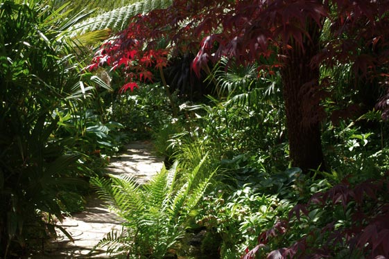 Dicksonia antarctica  - interior of  'rainforest'.